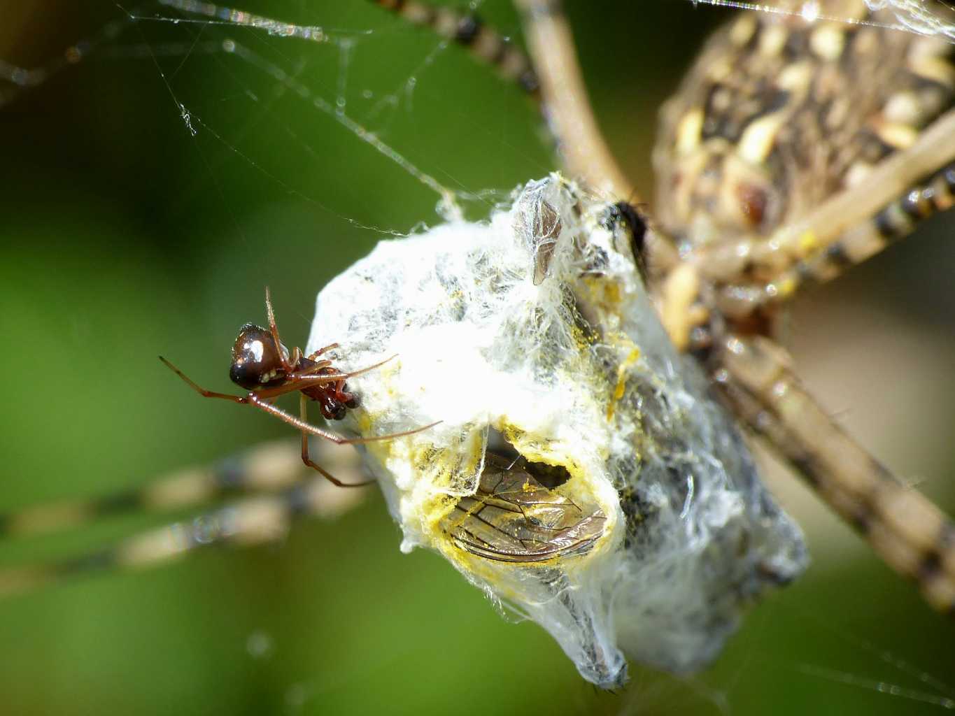 Argyrodes sp. ospite di Cyrtophora citricola - Cagliari